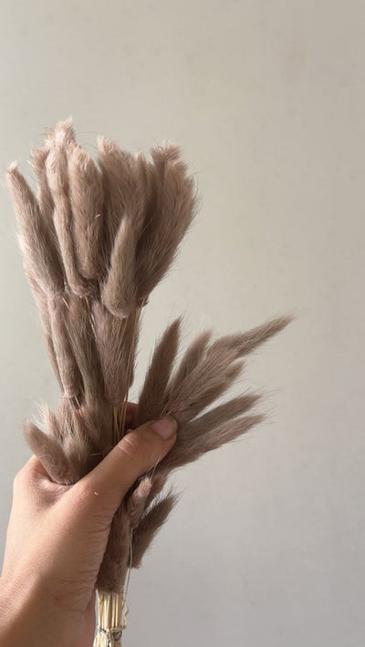Dried Bunny Tails - Brown – Decor & Artefacts on Brown Living™. SKU: 141. Img 6.
