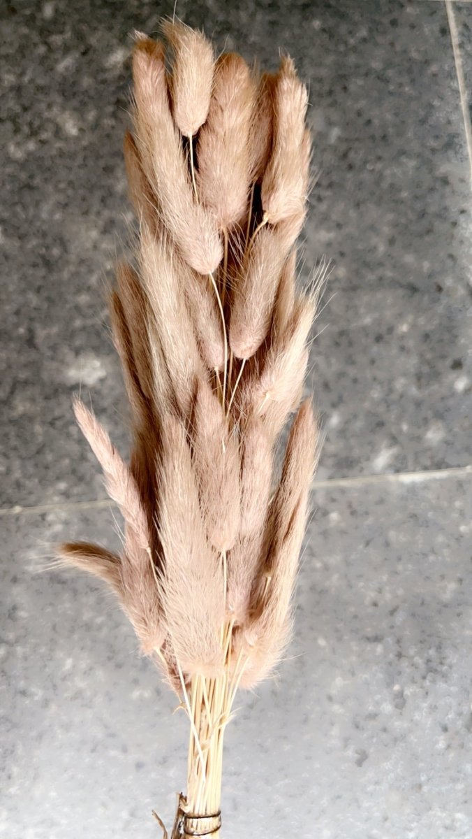 Buy Dried Bunny Tails-Brown | Shop Verified Sustainable Products on Brown Living
