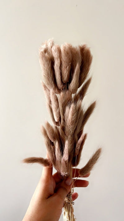 Dried Bunny Tails - Brown – Decor & Artefacts on Brown Living™. SKU: 141. Img 2.