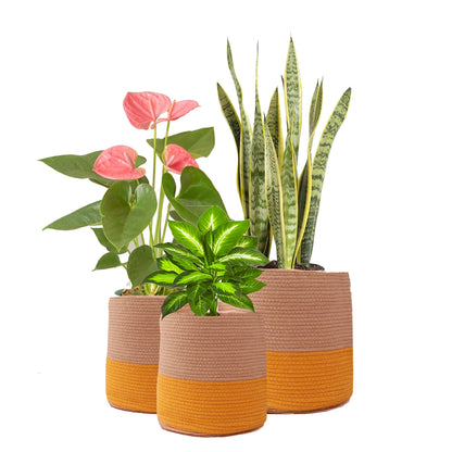 Dual tone Jute Baskets ( Yellow) Set of 3 | Verified Sustainable by Brown Living™