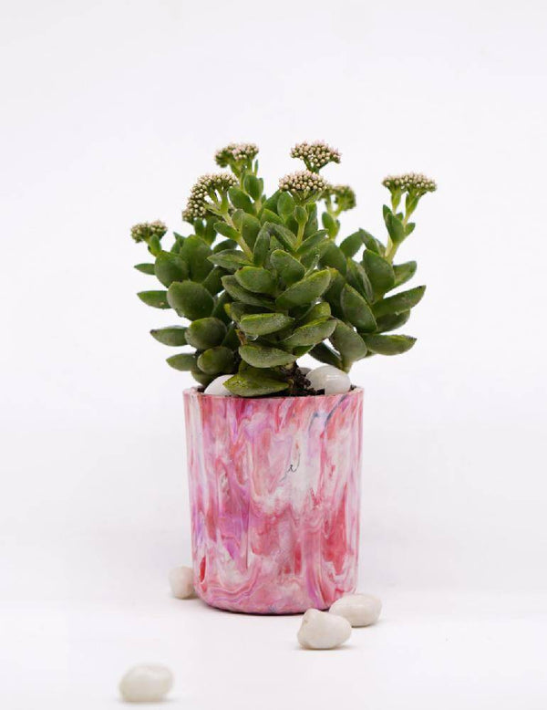Buy EcoPots Planter - Living Coral | Shop Verified Sustainable Pots & Planters on Brown Living™