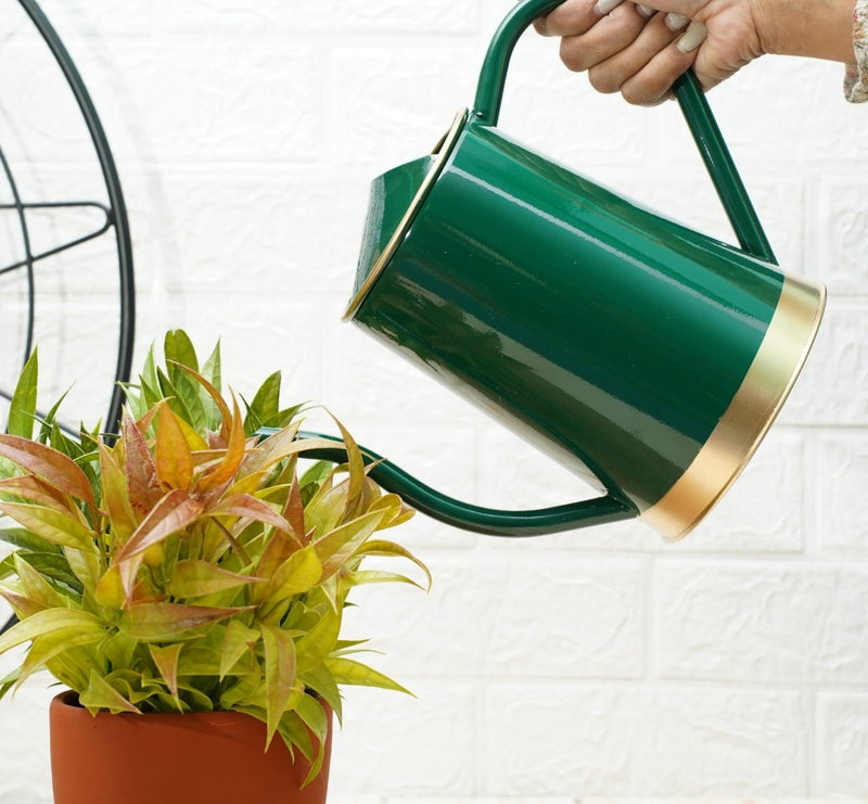 Buy Gold Dust Plant Watering Can, Garden Watering Can, Garden Accessories (Green (1.5 Lt)) | Shop Verified Sustainable Watering Can on Brown Living™