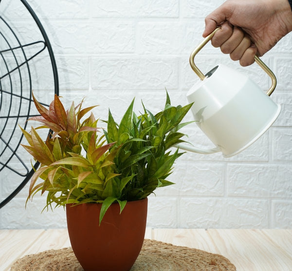 Gold Dust Watering Can For Plants, Garden Tools, Plant Watering Can (White (0.9 Lt)) | Verified Sustainable by Brown Living™