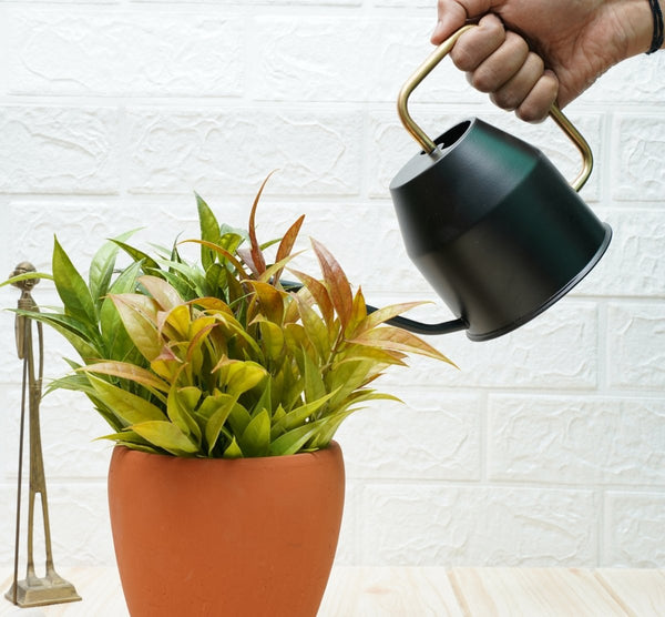 Gold Dust Watering Can For Plants, Gardening Tools For Watering, Terrace Garden Accessories (Black (0.9 Lt)) | Verified Sustainable by Brown Living™