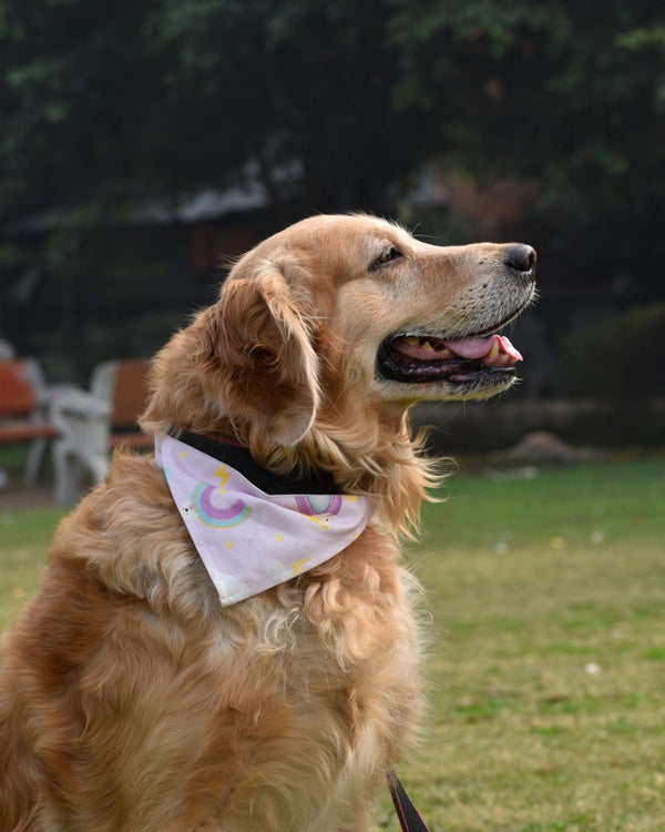 Buy In the Sky Bandana for Pets | Shop Verified Sustainable Products on Brown Living