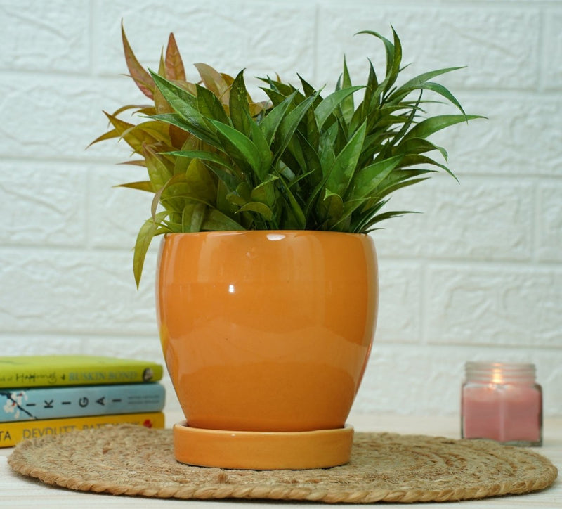 Buy Indoor Ceramic Pot for Living Room - Orange Pot | Shop Verified Sustainable Pots & Planters on Brown Living™