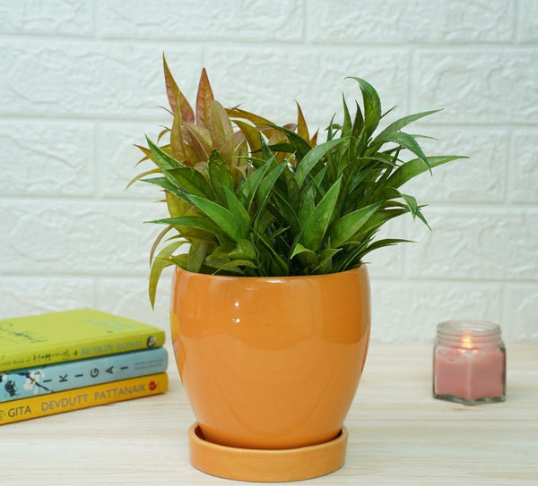 Indoor Ceramic Pot for Living Room - Orange Pot | Verified Sustainable by Brown Living™