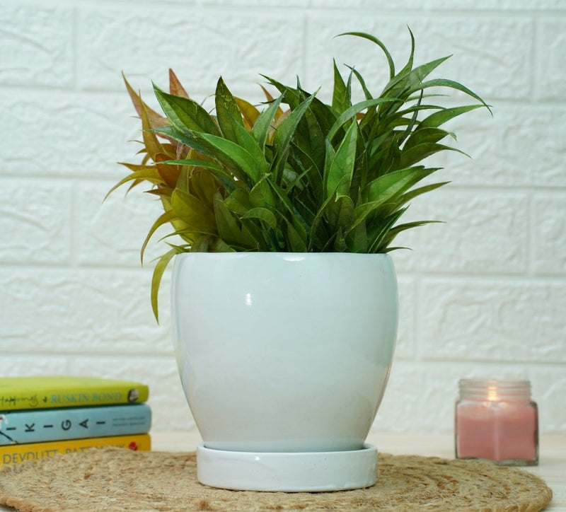 Buy Indoor Ceramic Pot for Living Room - White Pot | Shop Verified Sustainable Products on Brown Living