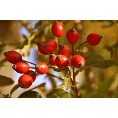 Jojoba Rosehip Nourishing Bar - 110g – Body Soap on Brown Living™. SKU: JRB - 01. Img 5.