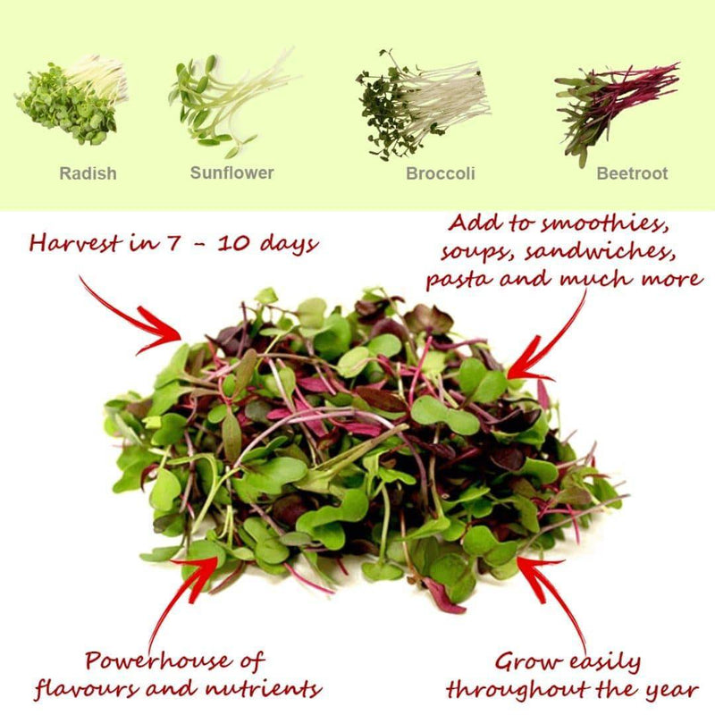 Buy Microgreens Kit - Pack of 2 | Shop Verified Sustainable Gift Hampers on Brown Living™