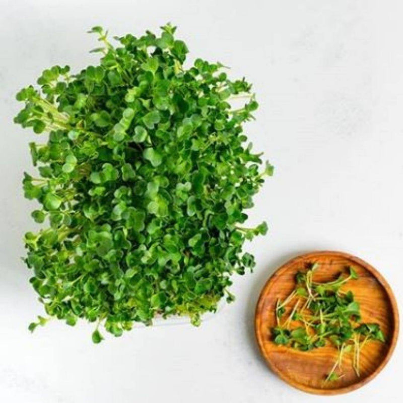 Buy Microgreens Kit - Pack of 2 | Shop Verified Sustainable Gift Hampers on Brown Living™