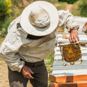 Natural Himalayan Honey | Verified Sustainable by Brown Living™