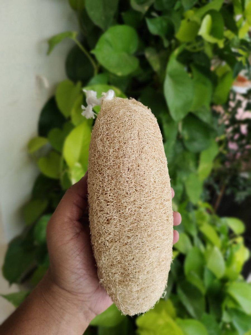 Buy Natural Loofah | Body Scrubber I Pack of 4 | Shop Verified Sustainable Products on Brown Living