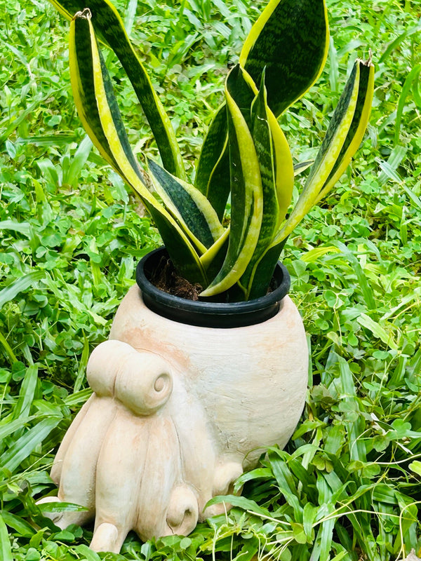 Oceanic Octopus Earthern Planter | Verified Sustainable Pots & Planters on Brown Living™