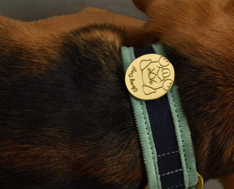Ring Pet Tag, Help Your Missing Pet Make It Home Safe