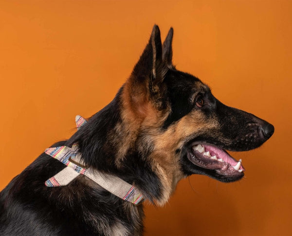 Buy Party Bowtie Collar - For Pets | Shop Verified Sustainable Products on Brown Living