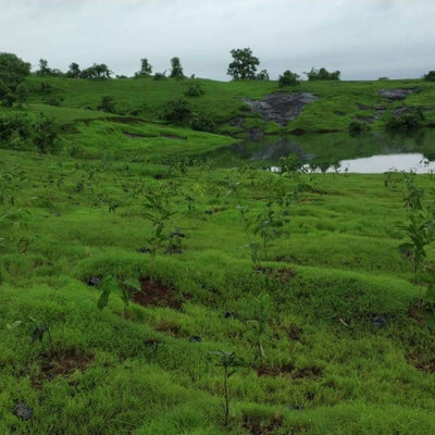 Plant A Tree - Get an eTreeCertificate – Gift a Tree on Brown Living™. SKU: 045 - 01093 - growtrees_etree. Img 2.