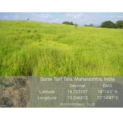 Plant A Tree - Get an eTreeCertificate – Gift a Tree on Brown Living™. SKU: 045 - 01093 - growtrees_etree. Img 5.