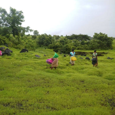 Plant A Tree - Get an eTreeCertificate – Gift a Tree on Brown Living™. SKU: 045 - 01093 - growtrees_etree. Img 3.