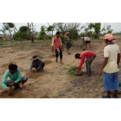 Plant A Tree - Get an eTreeCertificate – Gift a Tree on Brown Living™. SKU: 045 - 01093 - growtrees_etree. Img 6.