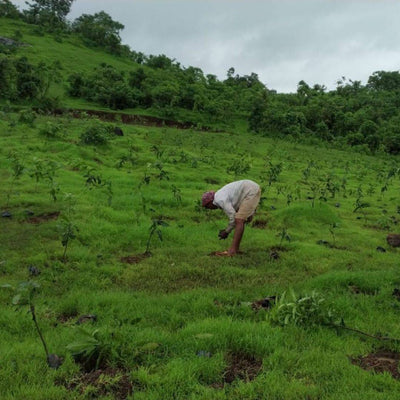 Plant A Tree - Get an eTreeCertificate – Gift a Tree on Brown Living™. SKU: 045 - 01093 - growtrees_etree. Img 4.