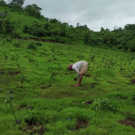 Buy Plant A Tree - Get an eTreeCertificate | Shop Verified Sustainable Products on Brown Living