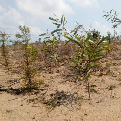 Plant A Tree - Get an eTreeCertificate – Gift a Tree on Brown Living™. SKU: 045 - 01093 - growtrees_etree. Img 8.