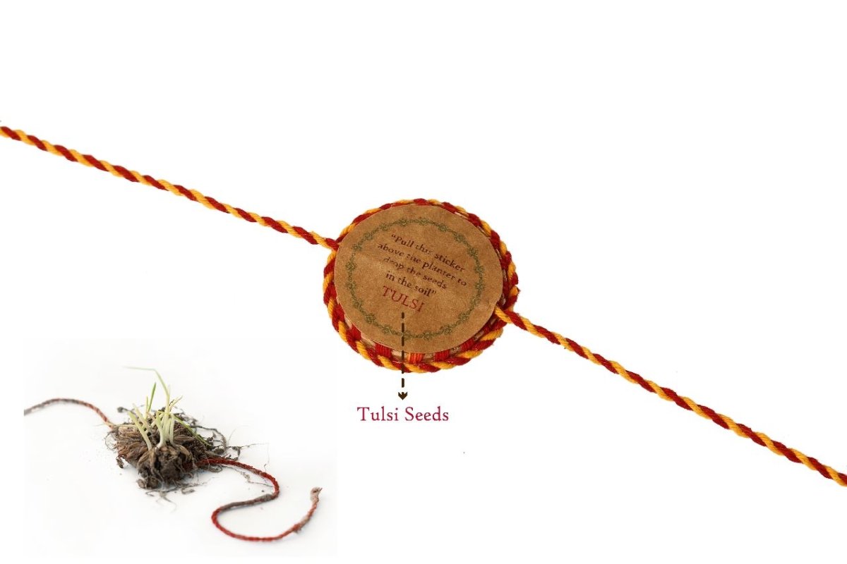 Plantable Seed Rakhi Gift Box | Pair of 2 Rakhi | Verified Sustainable by Brown Living™