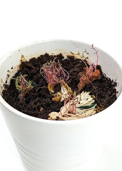 Sangam - Eco - friendly Plantable Rakhi embedded with seeds – Rakhi on Brown Living™. SKU: 172 - 08471 - 21FO - 302. Img 4.