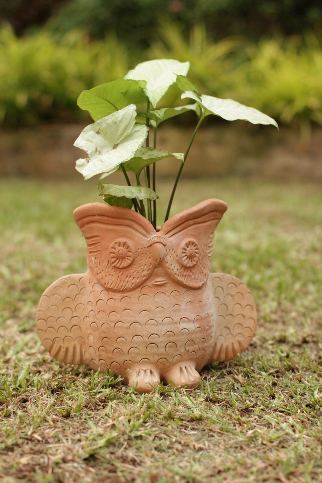 Seacrest Owl Earthern Planter - 9x6 Inches | Verified Sustainable by Brown Living™