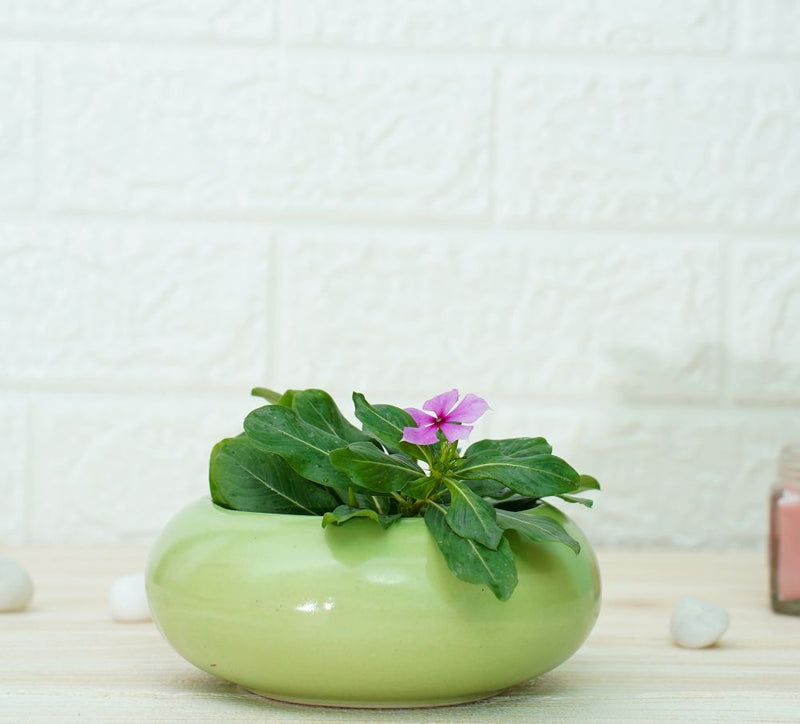 Buy Small Ceramic Pots for Desk | Green | Shop Verified Sustainable Products on Brown Living