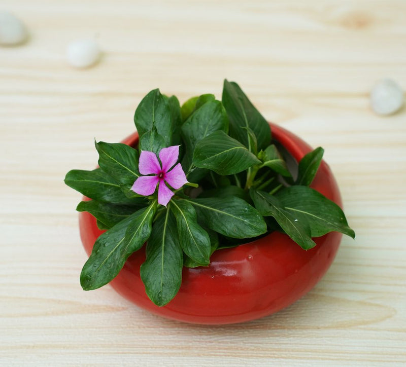 Small Ceramic Pot for Desk | Red | Verified Sustainable by Brown Living™