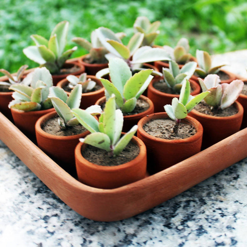 Buy Square Plantation Germition Kit- Set of 50 Small pots | Shop Verified Sustainable Pots & Planters on Brown Living™
