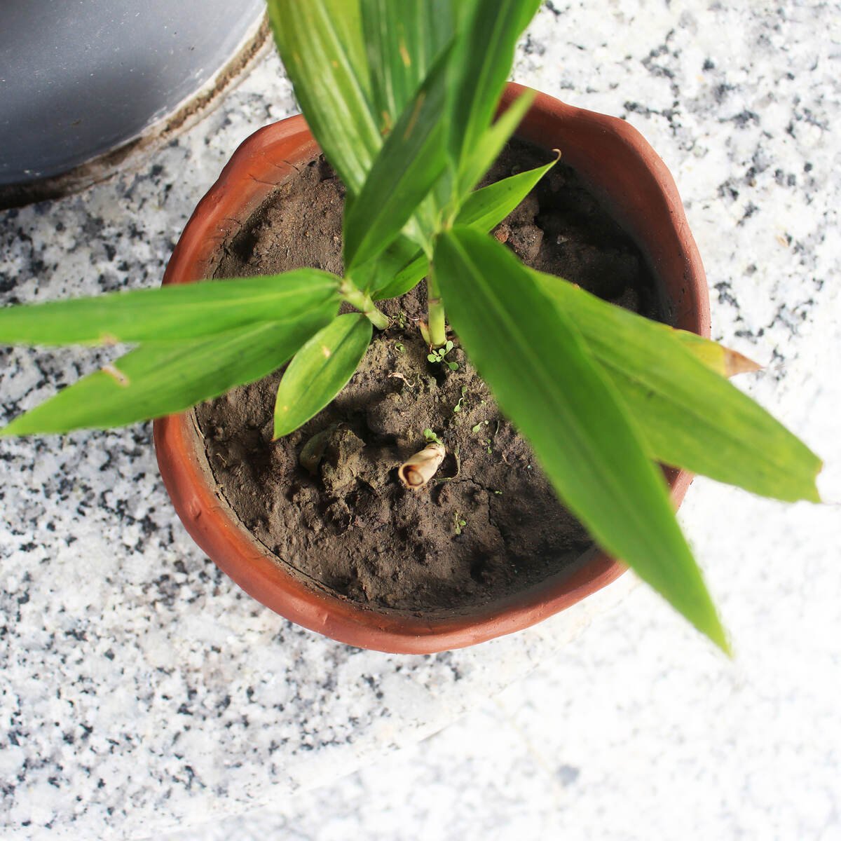 Wavy - Jute Textured Terracotta Planter Set of 2 – Pots & Planters on Brown Living™. SKU: PLT - WAV/J2. Img 3.